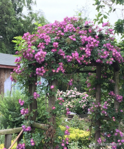 ​紫色月季花有哪些品种（好养爆花的紫色月季品种名称及图片）