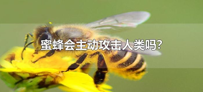 蜜蜂会主动攻击人类吗?