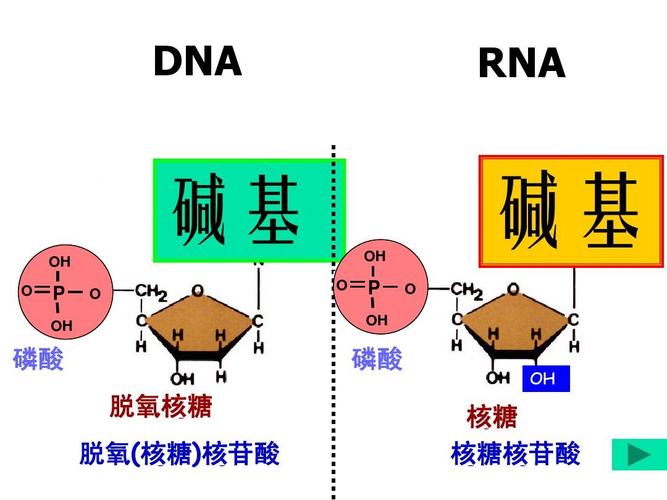 核糖核酸和核糖核苷酸有什么区别（关于核糖核酸和核糖核苷酸的区别）