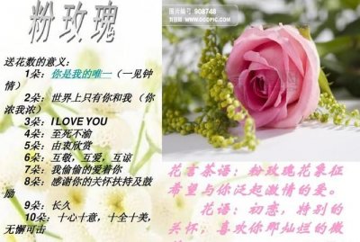 ​玫瑰花朵数含义,玫瑰花朵数的含义