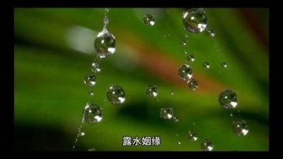 ​露水姻缘什么意思?(露水姻缘是指什么意思)