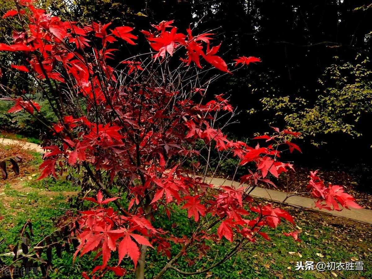 霜叶红于二月花全诗(枫叶红于二月花是哪个季节的诗)