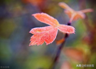 ​霜叶红于二月花全诗(枫叶红于二月花是哪个季节的诗)