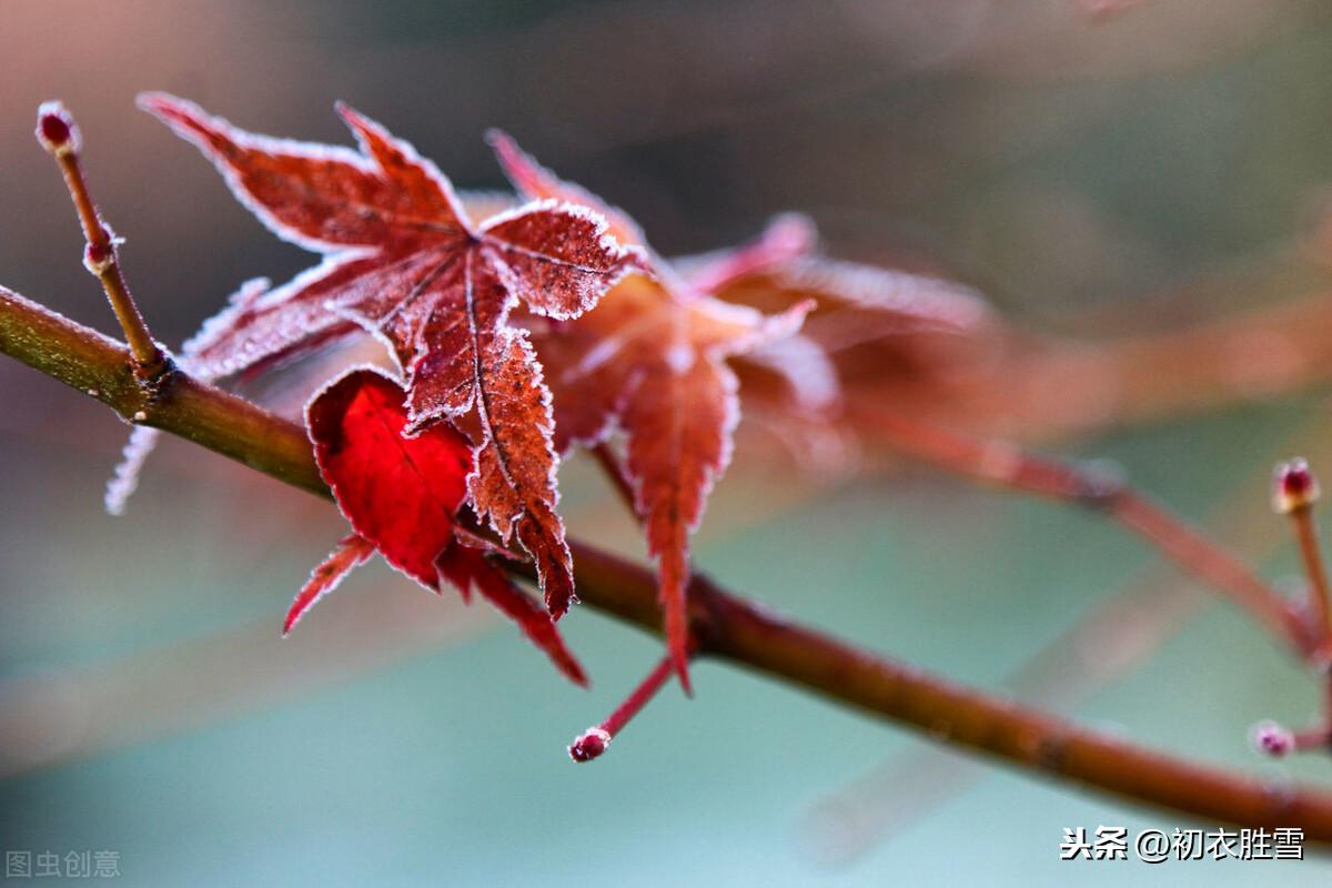 霜叶红于二月花全诗(枫叶红于二月花是哪个季节的诗)