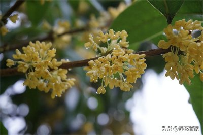 ​九月开什么花(九月具有代表性的花)