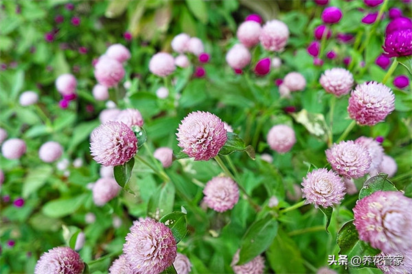 九月开什么花(九月具有代表性的花)