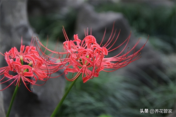 九月开什么花(九月具有代表性的花)