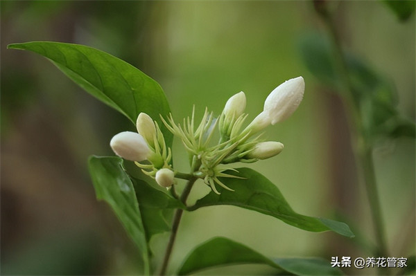 九月开什么花(九月具有代表性的花)