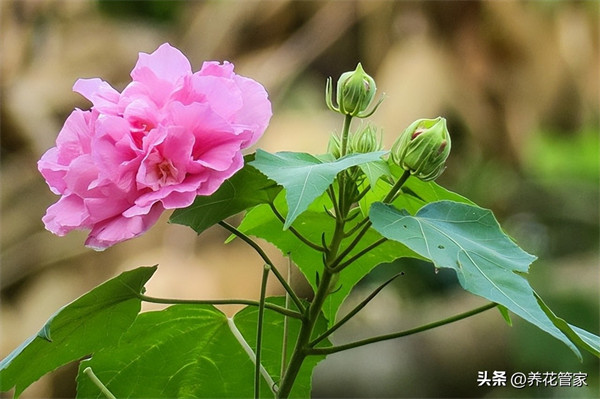 九月开什么花(九月具有代表性的花)