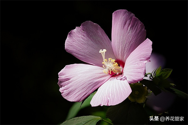 九月开什么花(九月具有代表性的花)