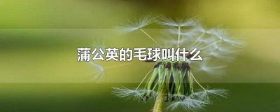 ​蒲公英毛球是什么? 蒲公英毛球,它们是