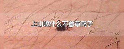 ​爬爬草学名叫什么 草爬子生长在什么地方