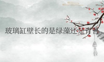 ​玻璃缸壁长的是绿藻还是青苔