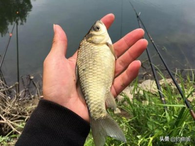 ​西南风好钓鱼吗（五六月份西南风野钓技巧）