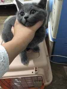 ​蓝猫养多久认识主人（蓝猫一生认几个主人）