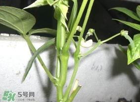 刀豆什么时候播种？刀豆几月份播种