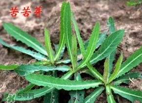 苦苦菜怎么腌制？怎样腌制苦苦菜？