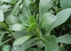 救心菜可以生吃吗?救心菜能生吃吗?