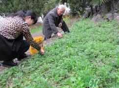 蒿子怎么保存？蒿子能放速冻保存吗？