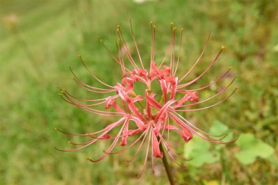 ​彼岸花是什么花，彼岸花又叫什么花