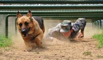 ​我国军犬退役后到底是怎么处理的？看完请为英雄点赞