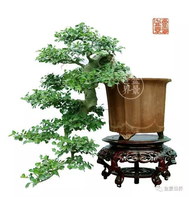 陈文图老师的盆景世界，终日与花木为伴，花木寄情，养眼养心