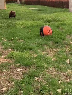 外表凶悍的恶霸犬，你肯定想不到，它居然是绝佳伴侣犬！