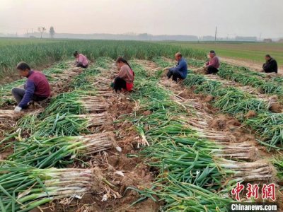 ​山东念好“生态经” 让闲置荒地变身“聚宝盆”