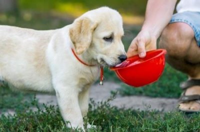 ​牧羊犬是烈性犬么？牧羊犬是宠物吗？