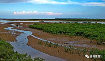 ​有时间一定要来看看：福田红树林自然保护区，生态环保教育宝地