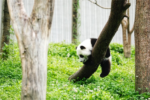 没有天敌的大熊猫，战斗力到底有多强？